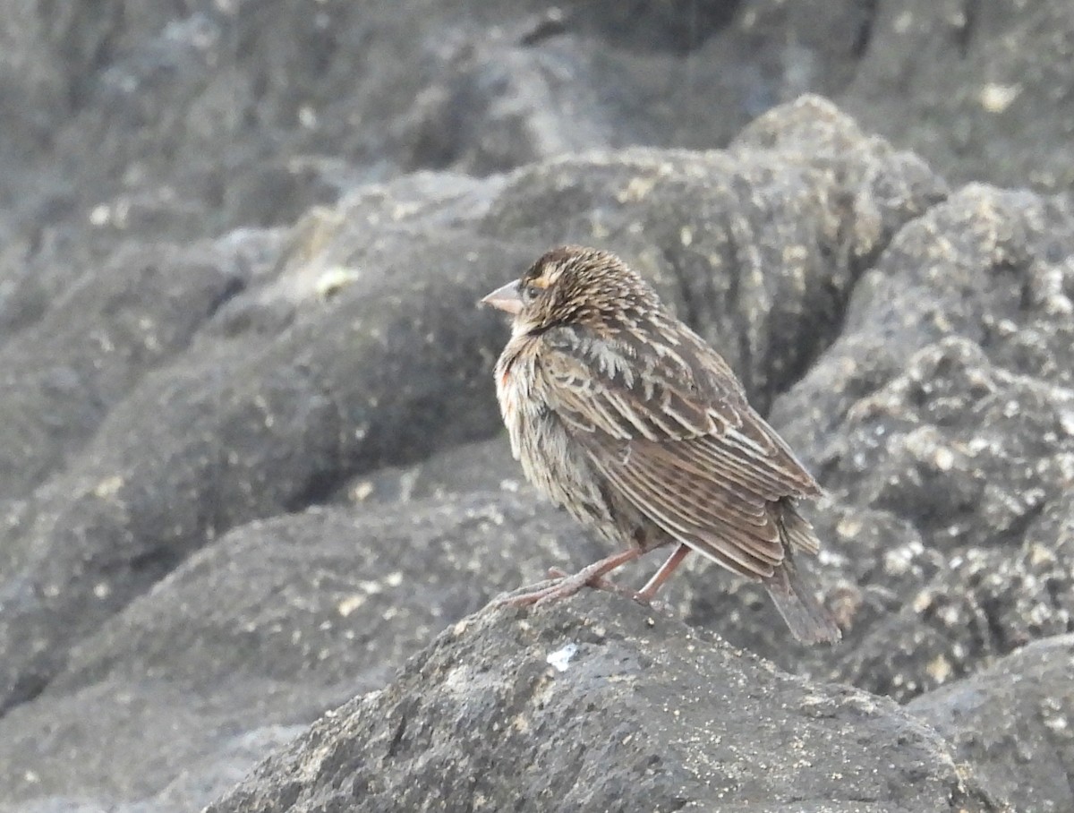 White-browed Meadowlark - ML644256943