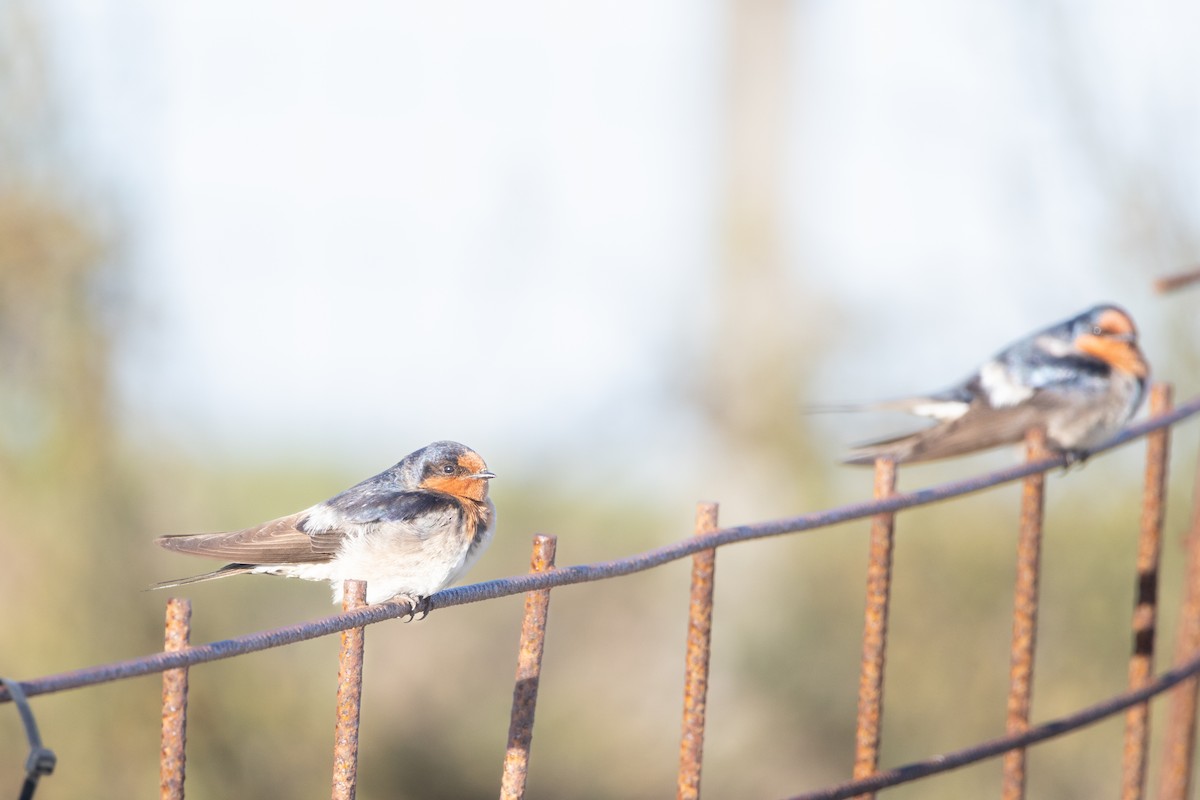 Welcome Swallow - ML644256945