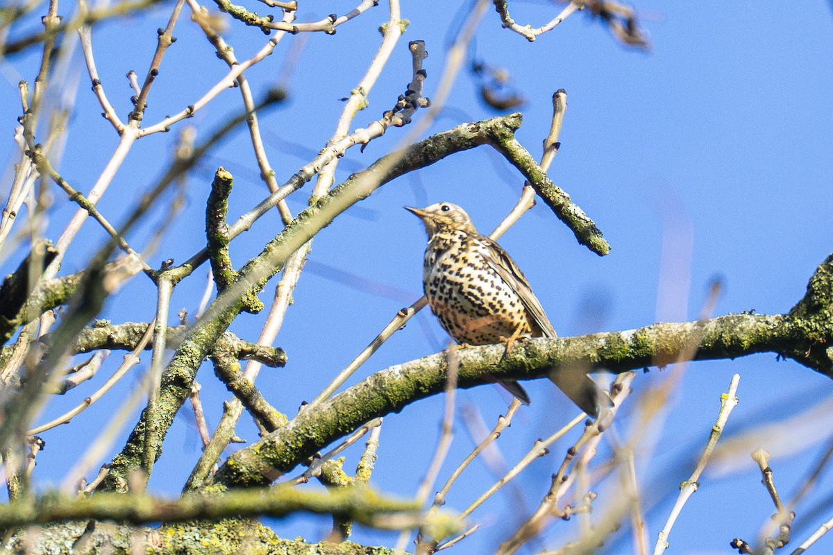 ヤドリギツグミ - ML644256963