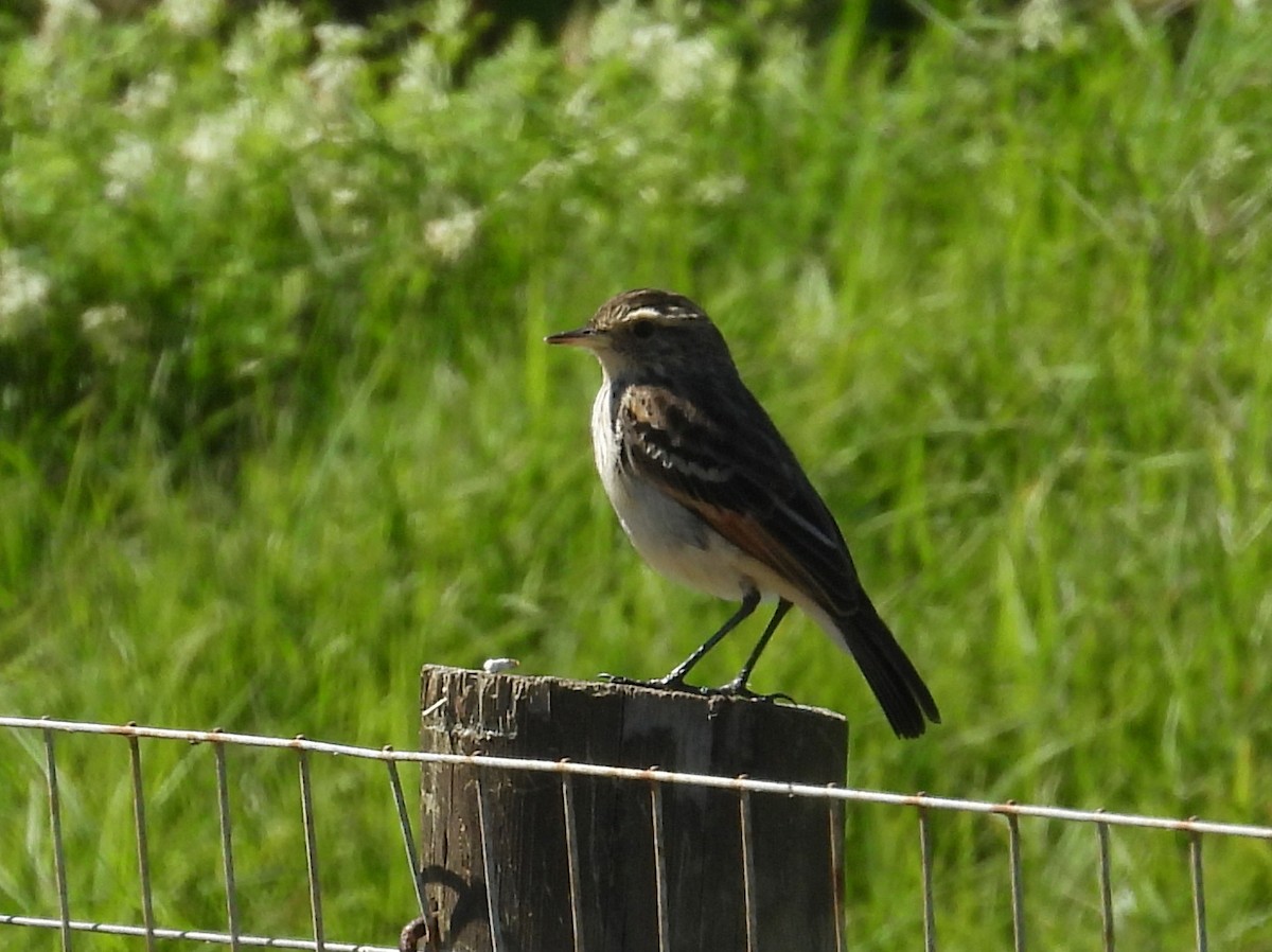 Spectacled Tyrant - ML644256964