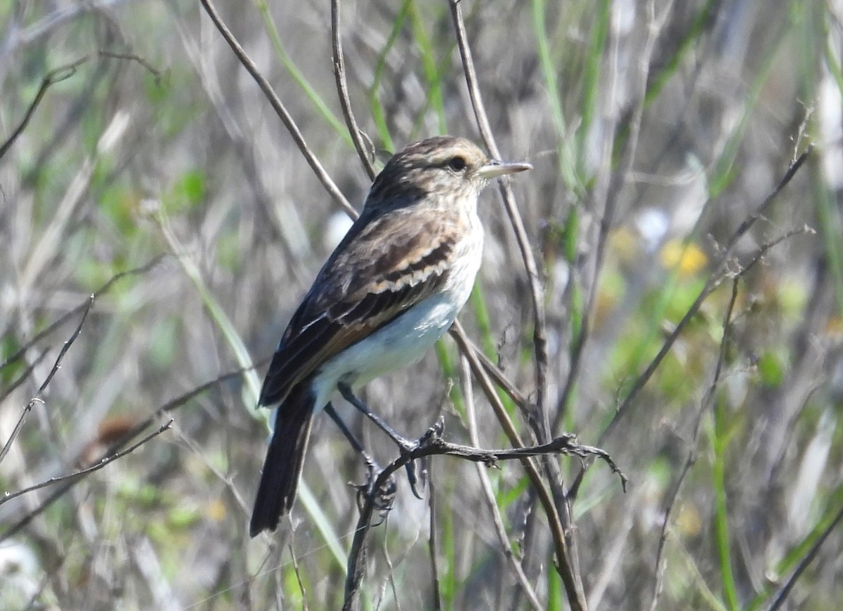 Spectacled Tyrant - ML644256965