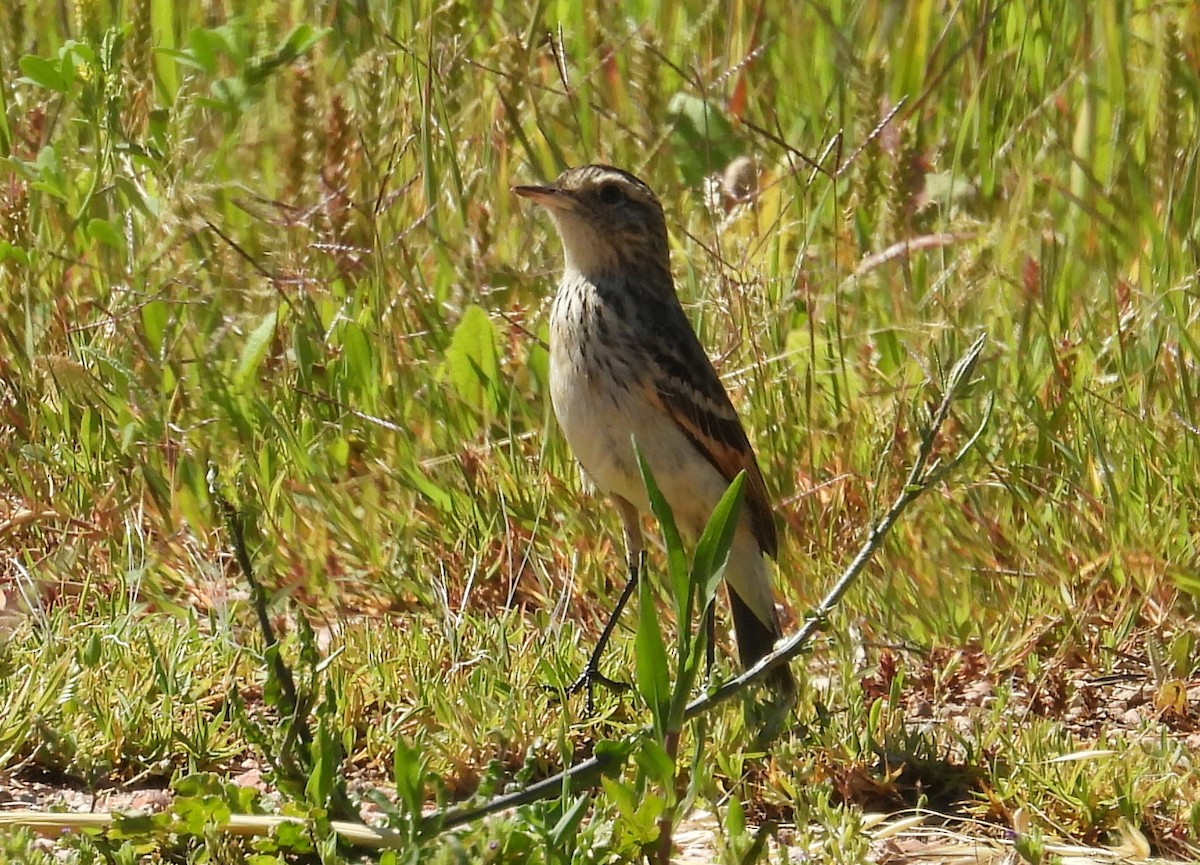 Spectacled Tyrant - ML644256966