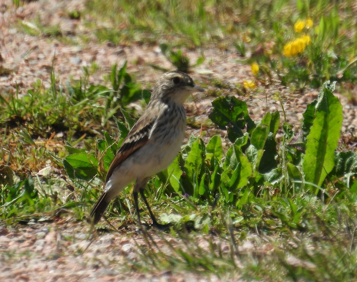 Spectacled Tyrant - ML644256967