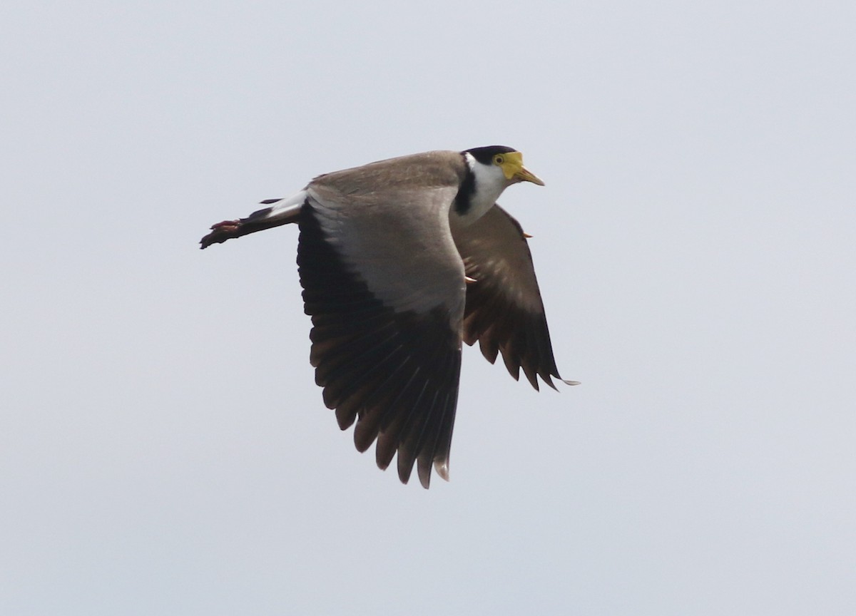 Masked Lapwing - ML644256998