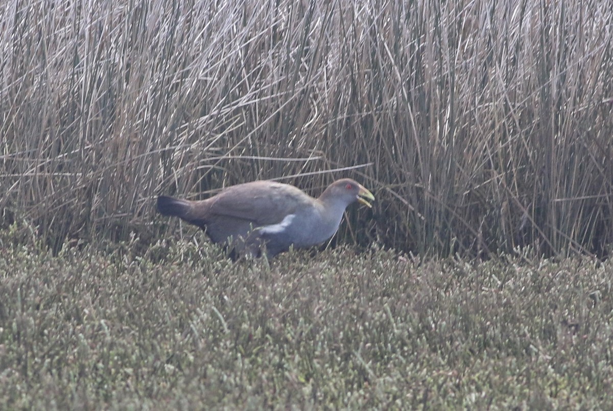 Grünfuß-Teichhuhn - ML644256999