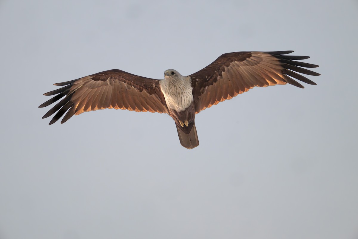 Brahminy Kite - ML644257002