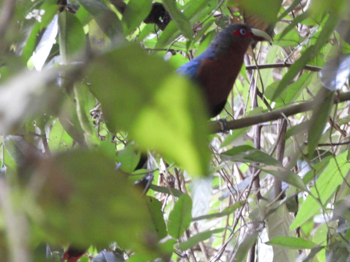 Chestnut-breasted Malkoha - ML644257010