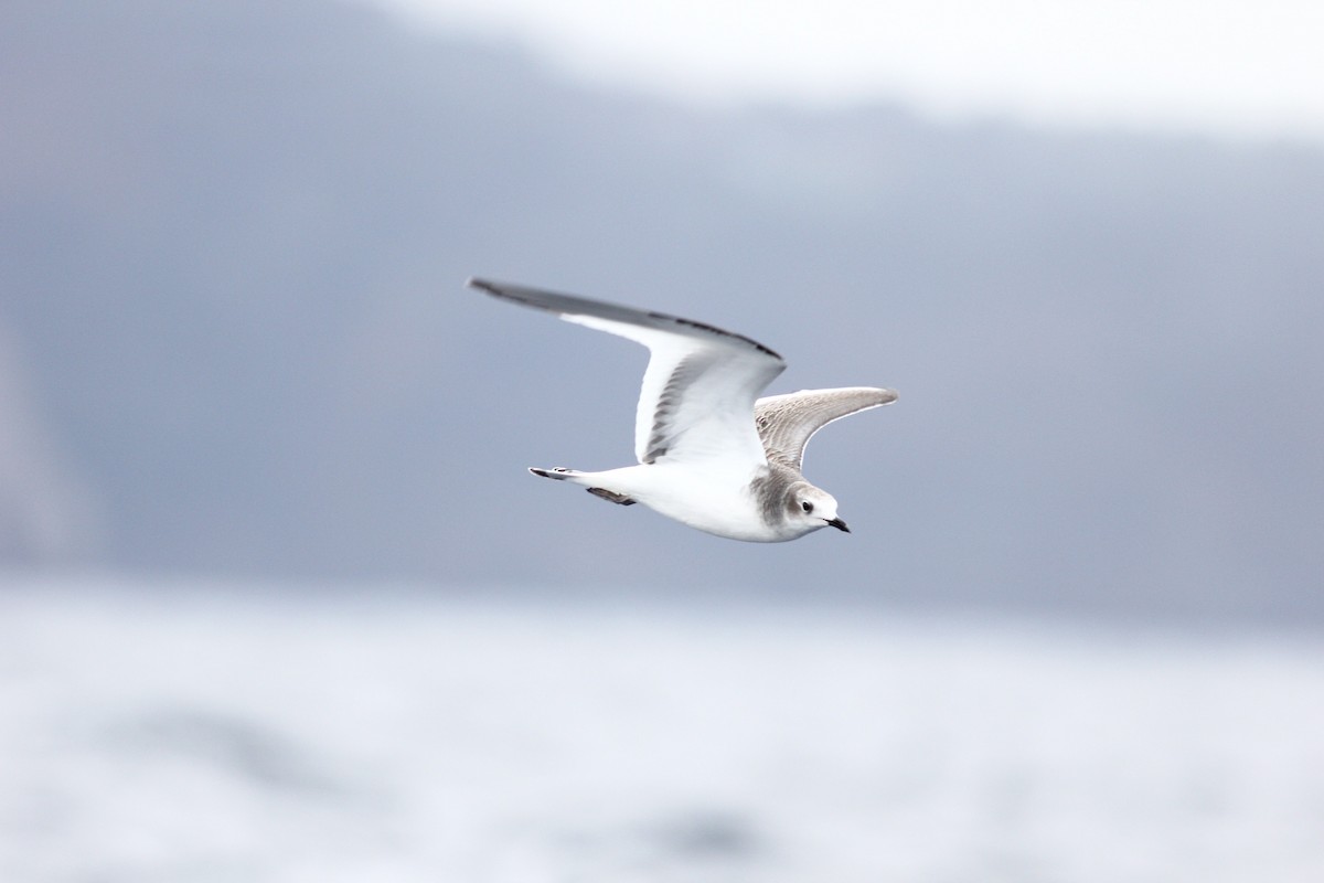 Sabine's Gull - ML644257013