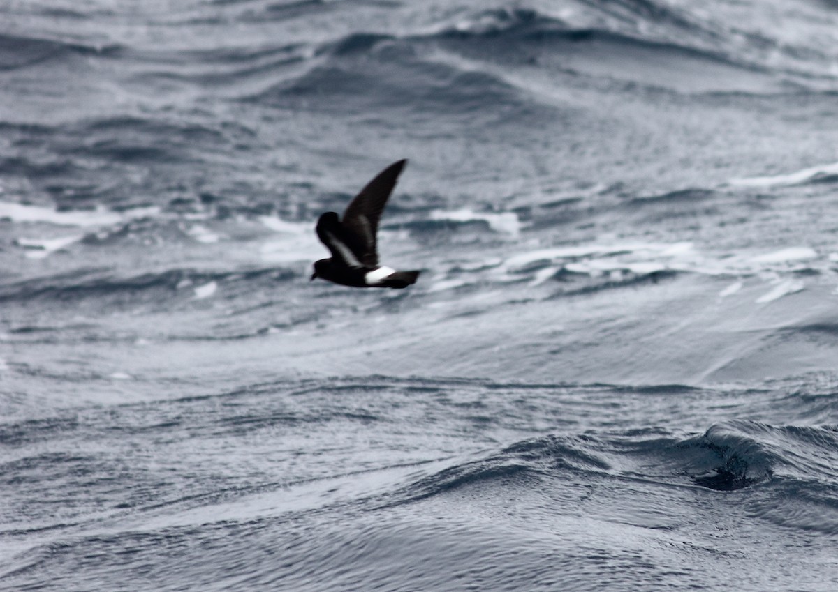 Océanite tempête - ML644257015