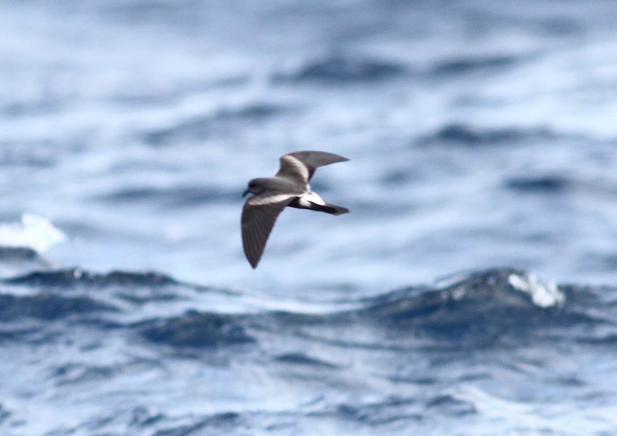 Leach's Storm-Petrel - ML644257019