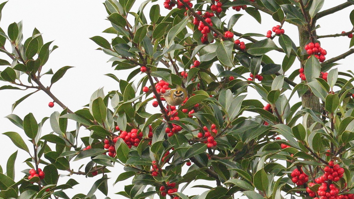 Common Firecrest - ML644257026