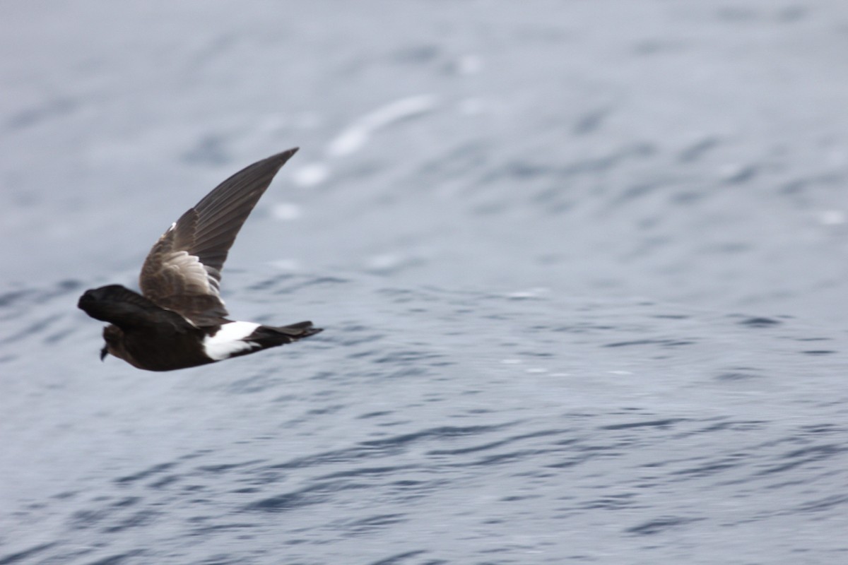 Wilson's Storm-Petrel - ML644257027