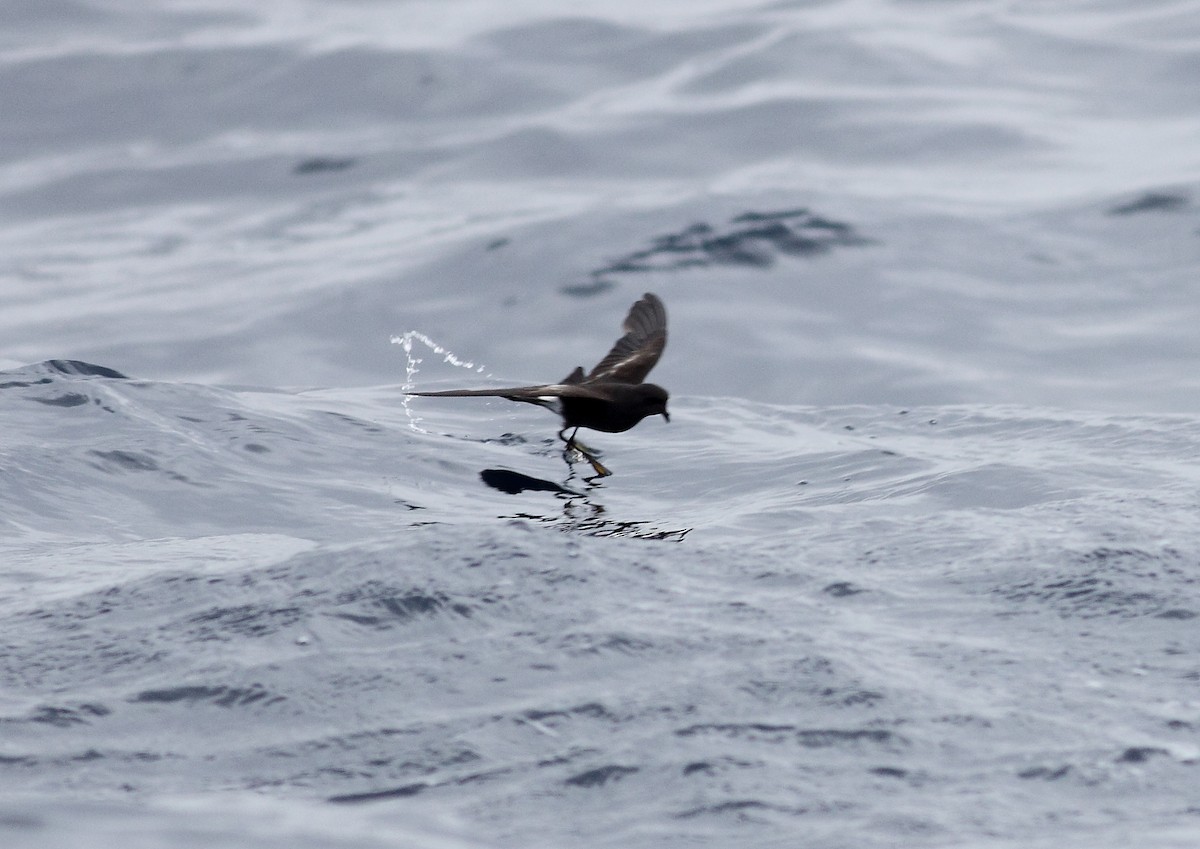 Wilson's Storm-Petrel - ML644257028