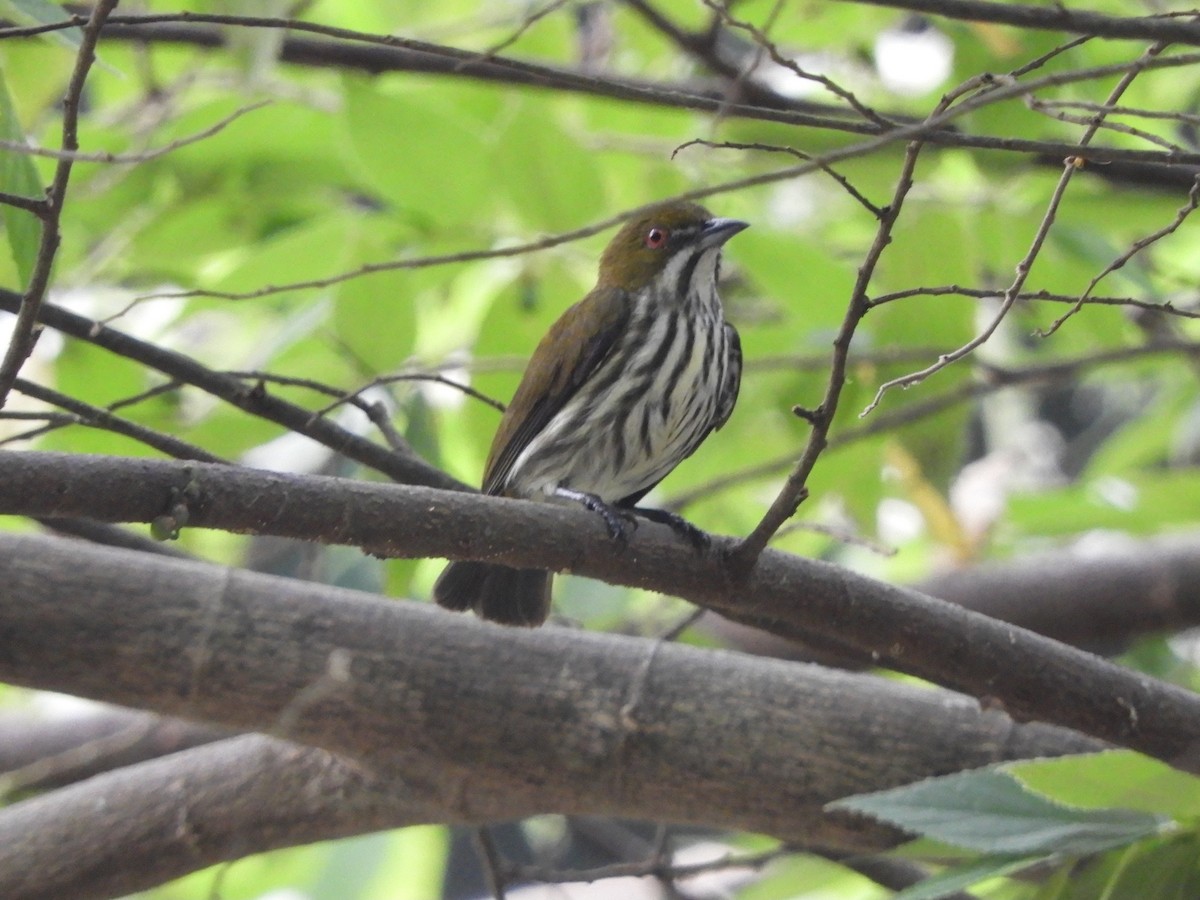 květozob prostý - ML644257069