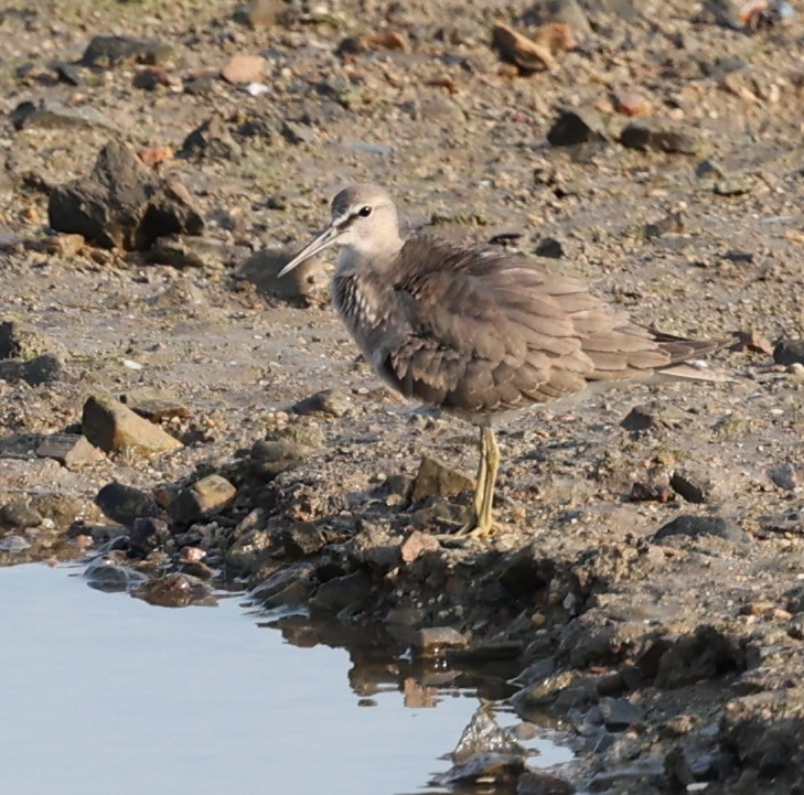 Gray-tailed Tattler - ML644257078