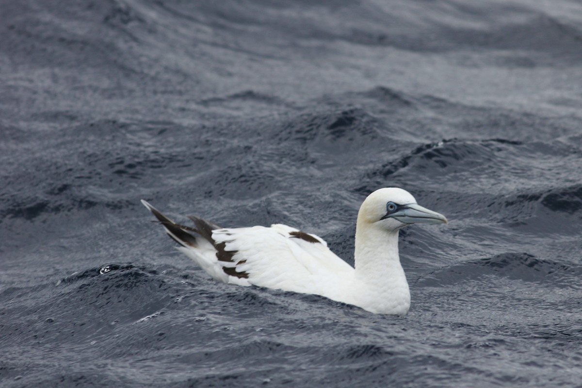 Northern Gannet - ML644257079