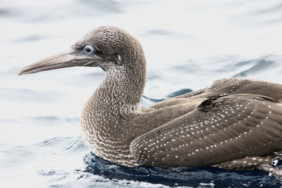 Northern Gannet - ML644257080
