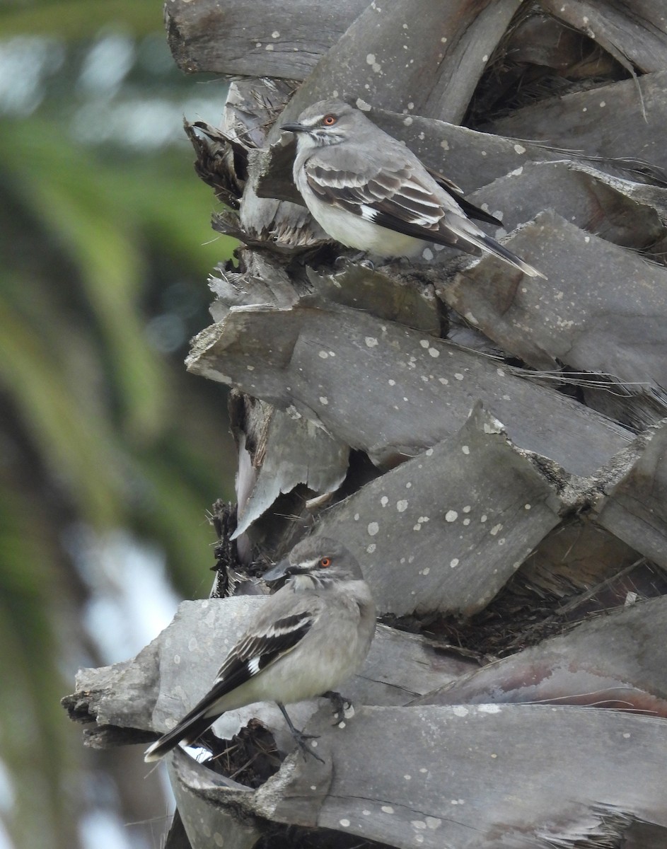 Gray Monjita - ML644257081