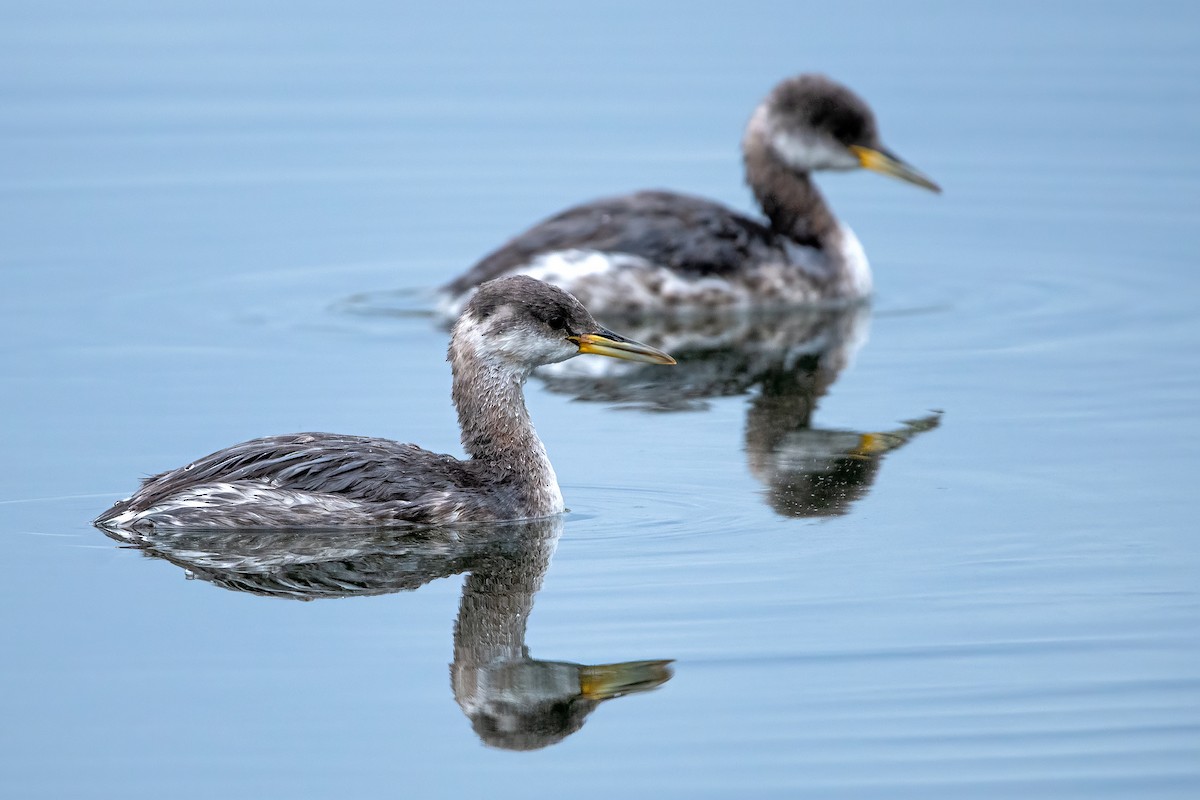 Red-necked Grebe - ML644257087