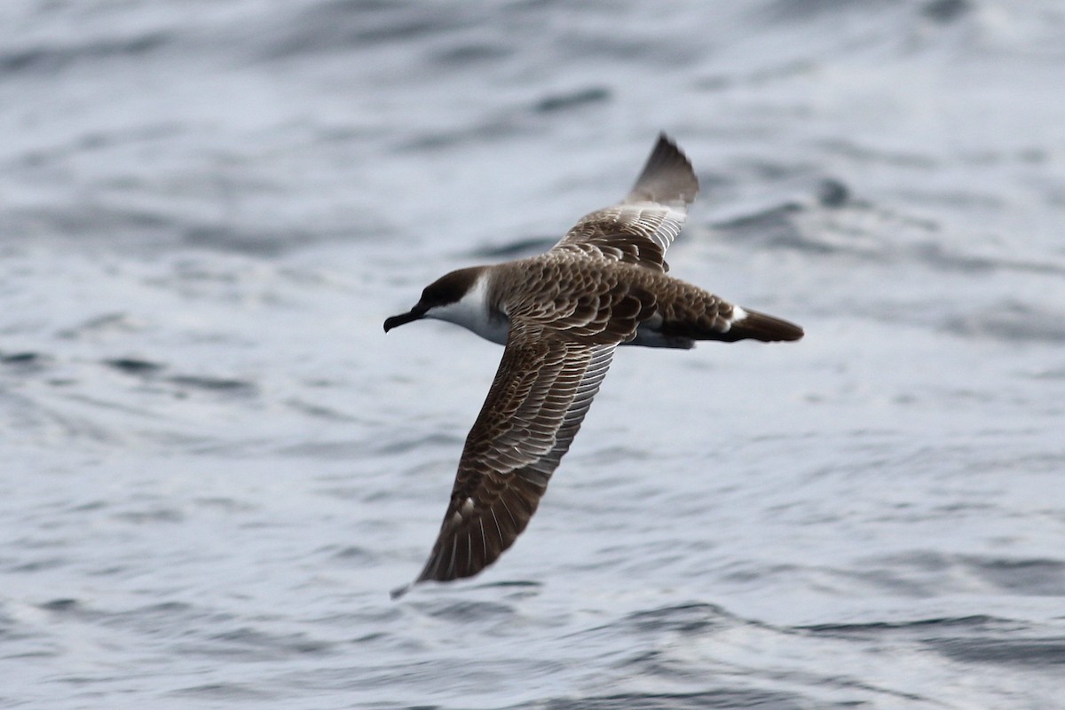 Great Shearwater - ML644257088