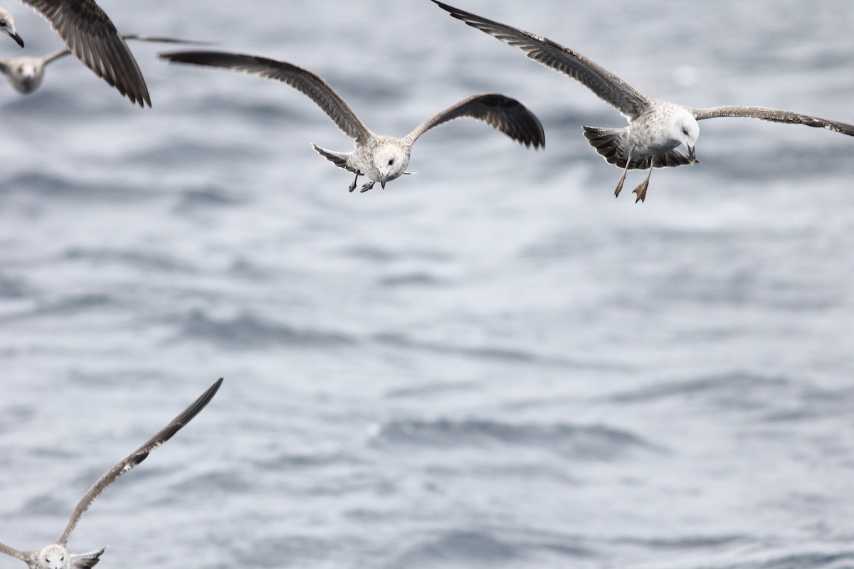 Yellow-legged Gull - ML644257090