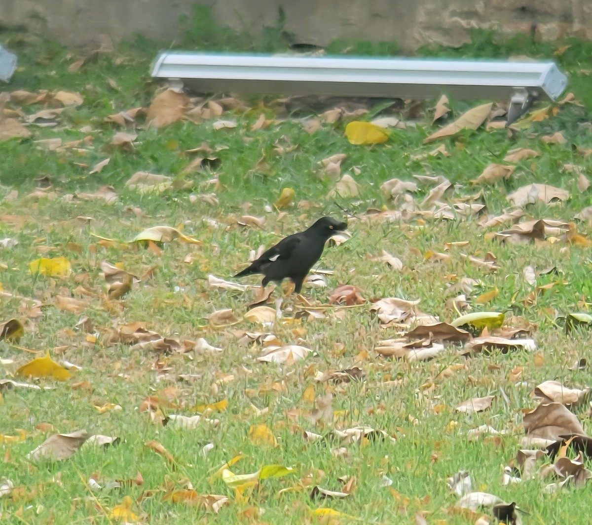 Crested Myna - ML644257091