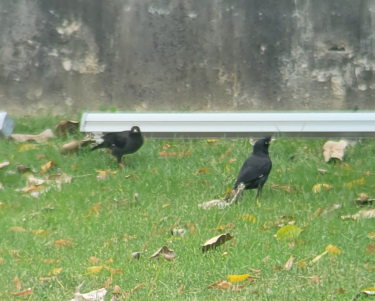 Crested Myna - ML644257092