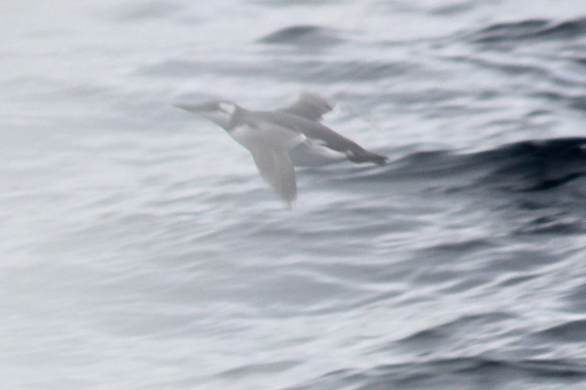 Common Murre - ML644257098