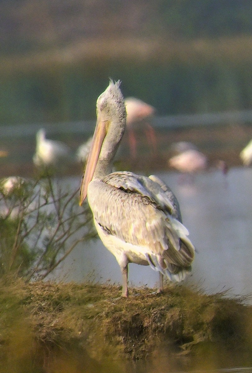 Great White Pelican - ML644257114
