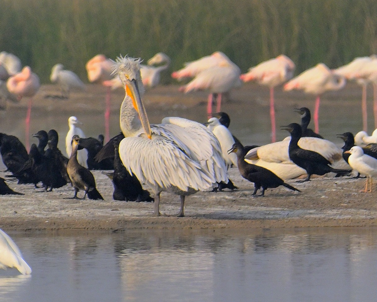 Great White Pelican - ML644257115