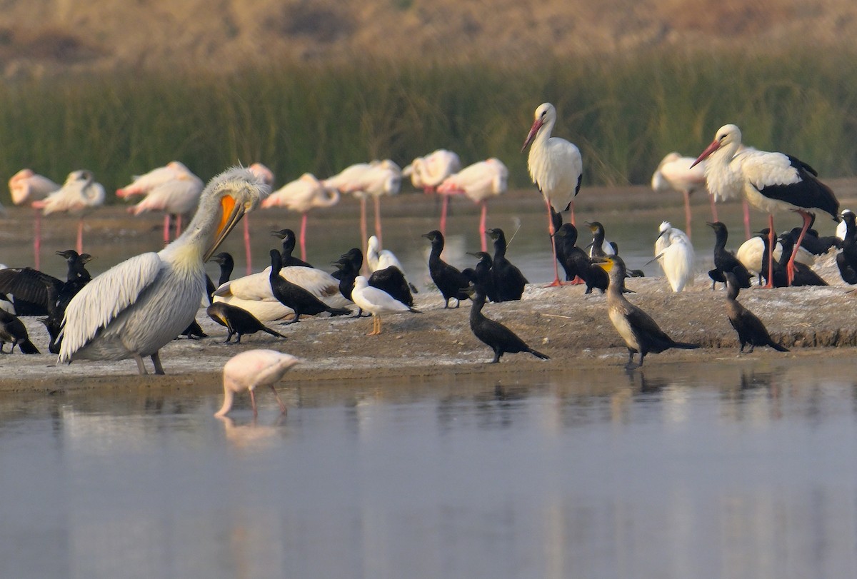 Great White Pelican - ML644257116