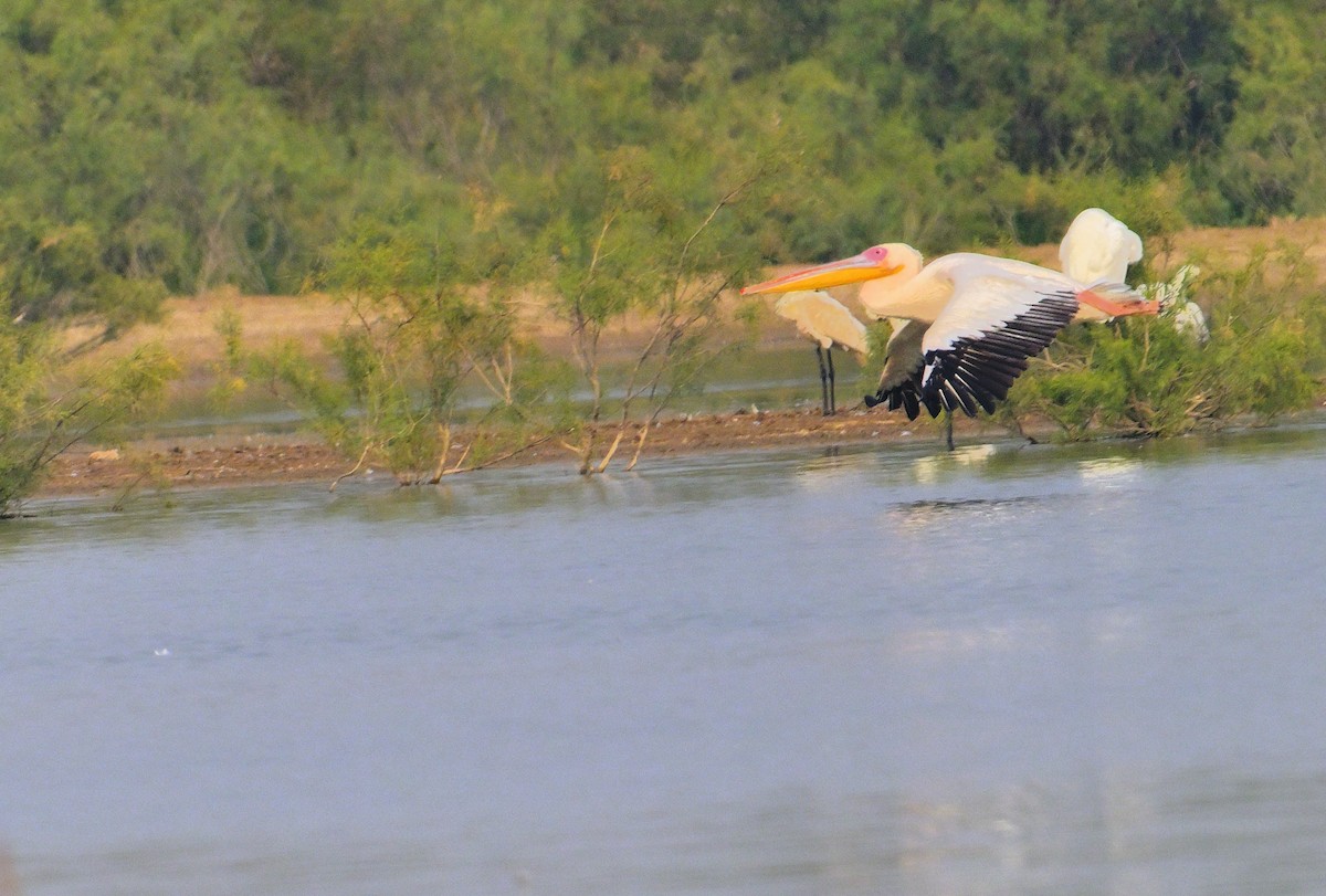 Great White Pelican - ML644257117
