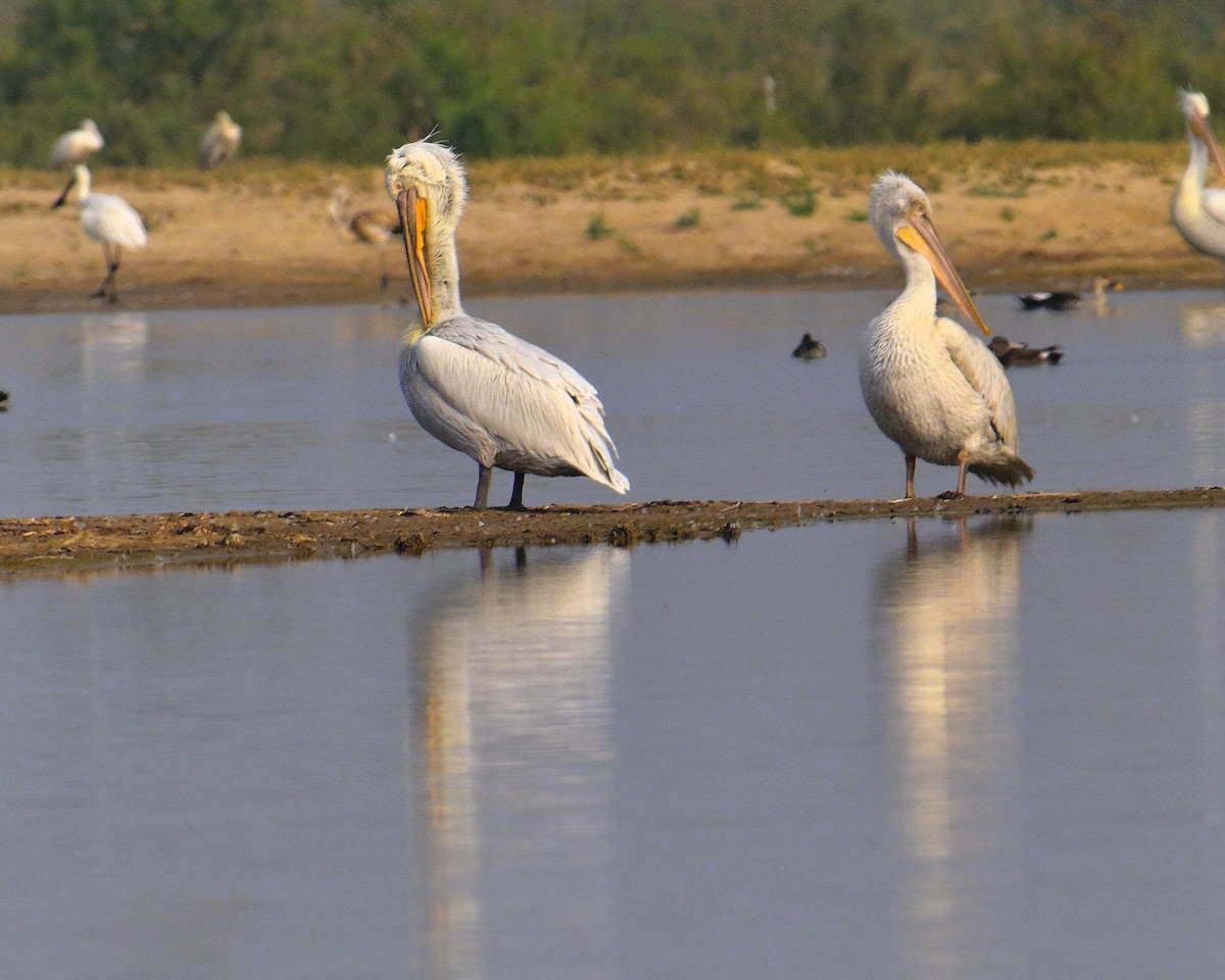 Great White Pelican - ML644257118