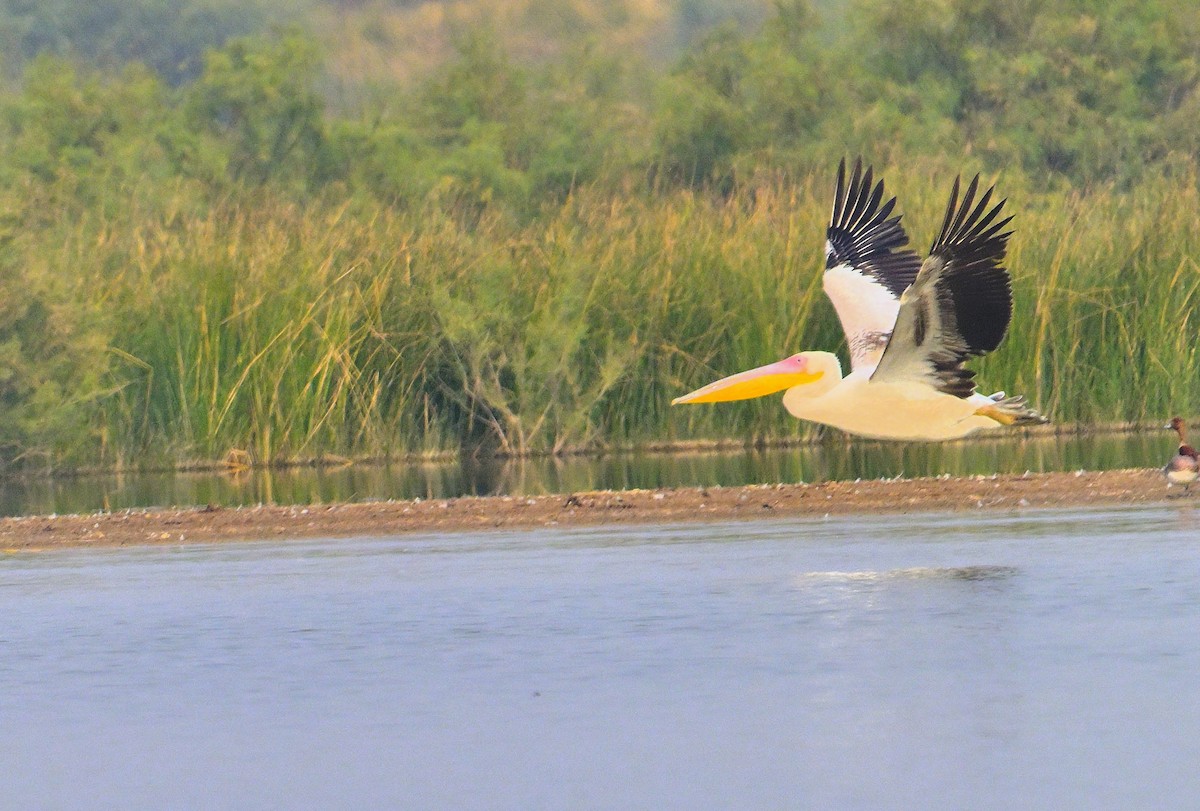 Great White Pelican - ML644257120