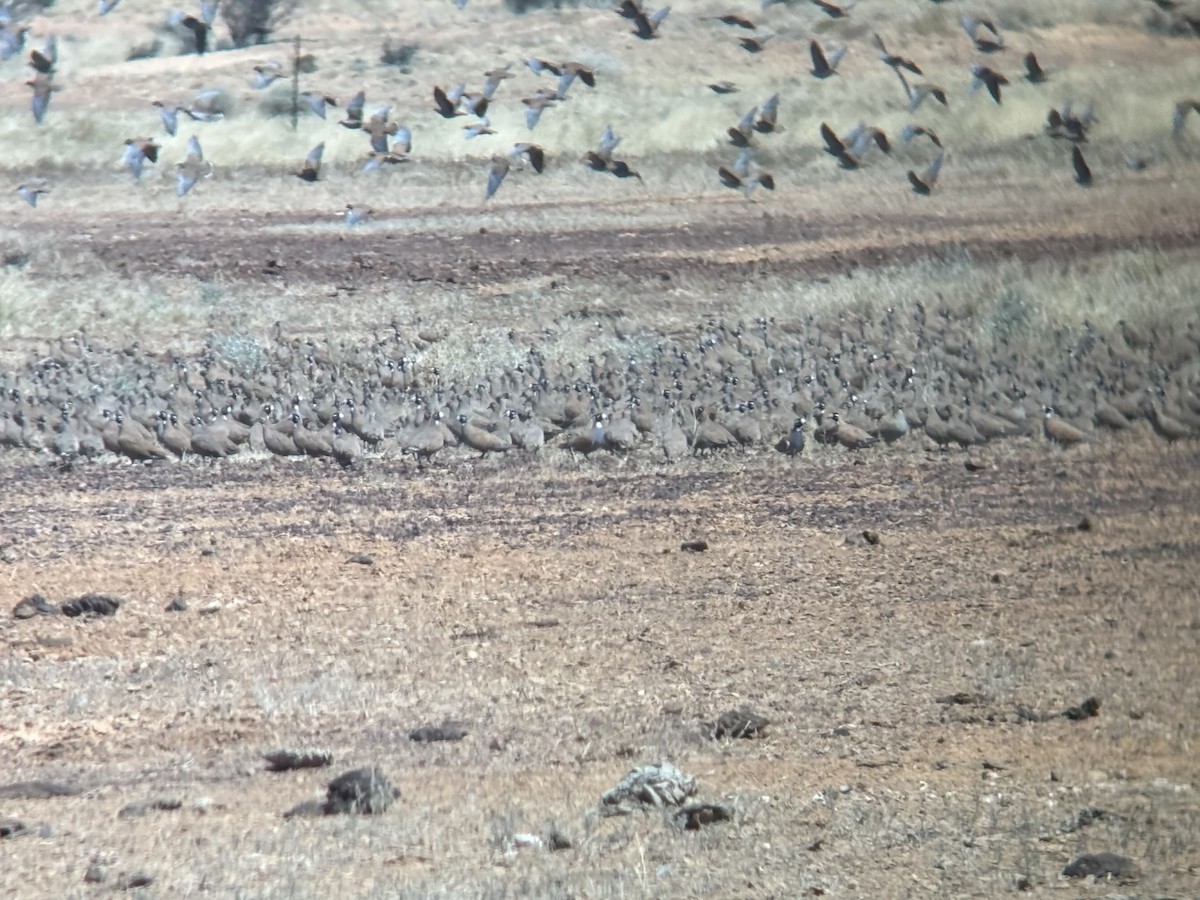 Flock Bronzewing - ML644257121