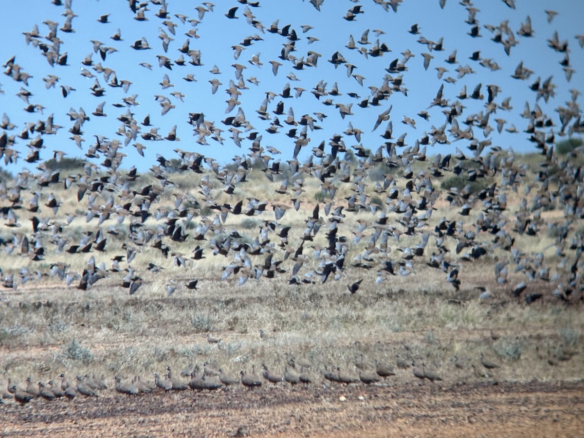 Flock Bronzewing - ML644257122