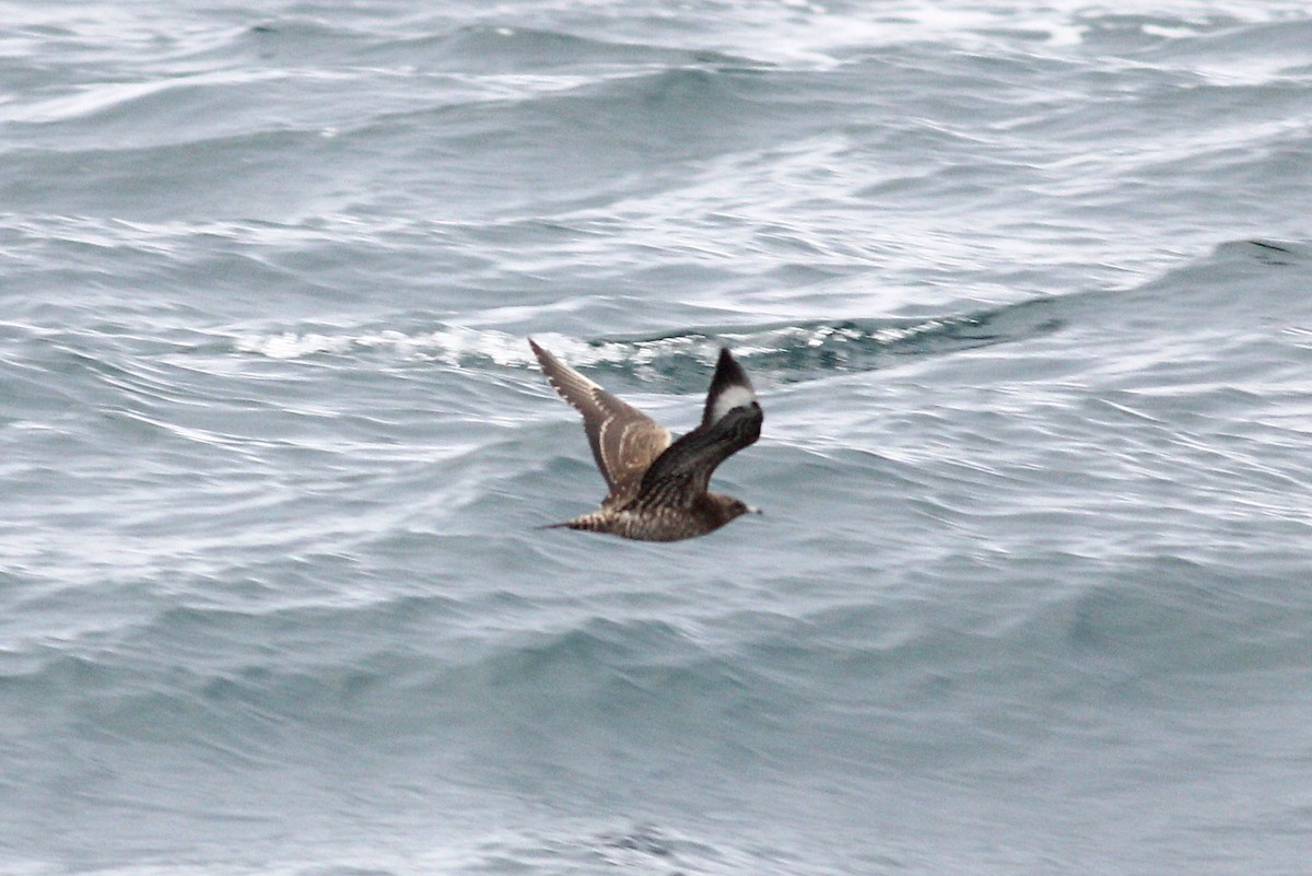 Parasitic Jaeger - ML644257150