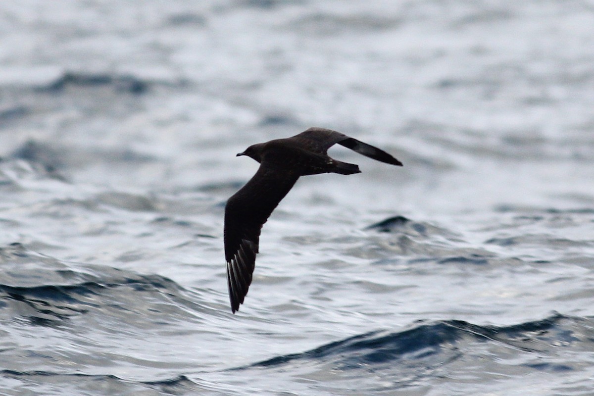 Parasitic Jaeger - ML644257151