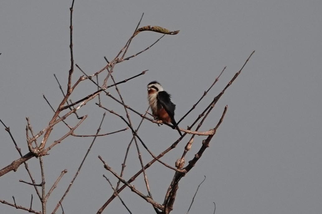 Falconete Acollarado - ML644257158