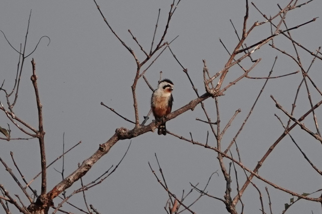 Falconete Acollarado - ML644257160