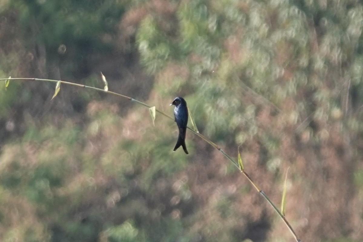 Bronzed Drongo - ML644257161