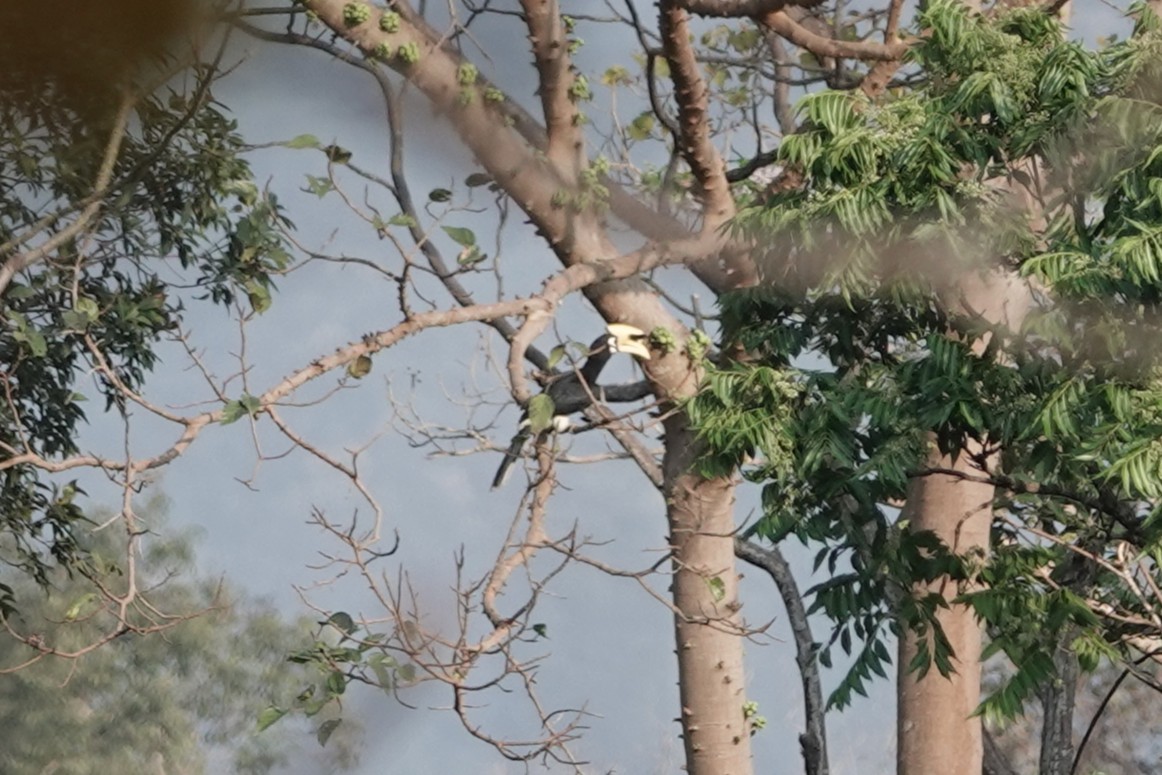 キタカササギサイチョウ - ML644257163