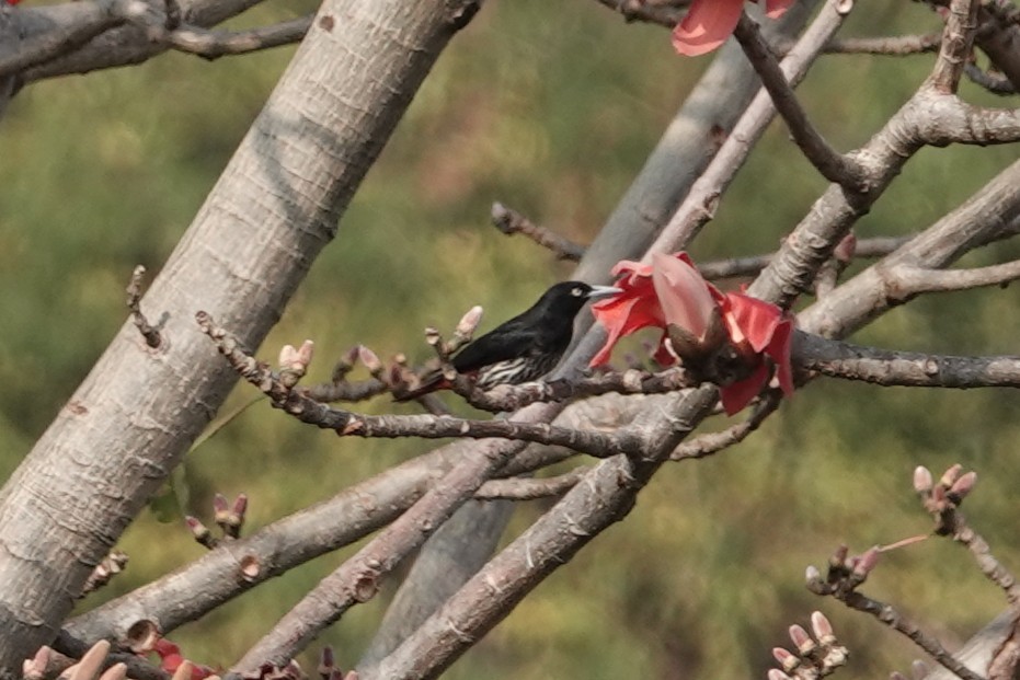 Maroon Oriole - ML644257166