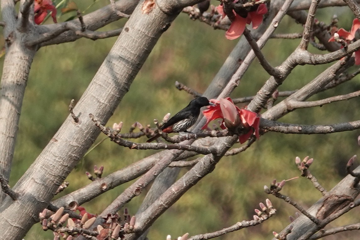 Maroon Oriole - ML644257172