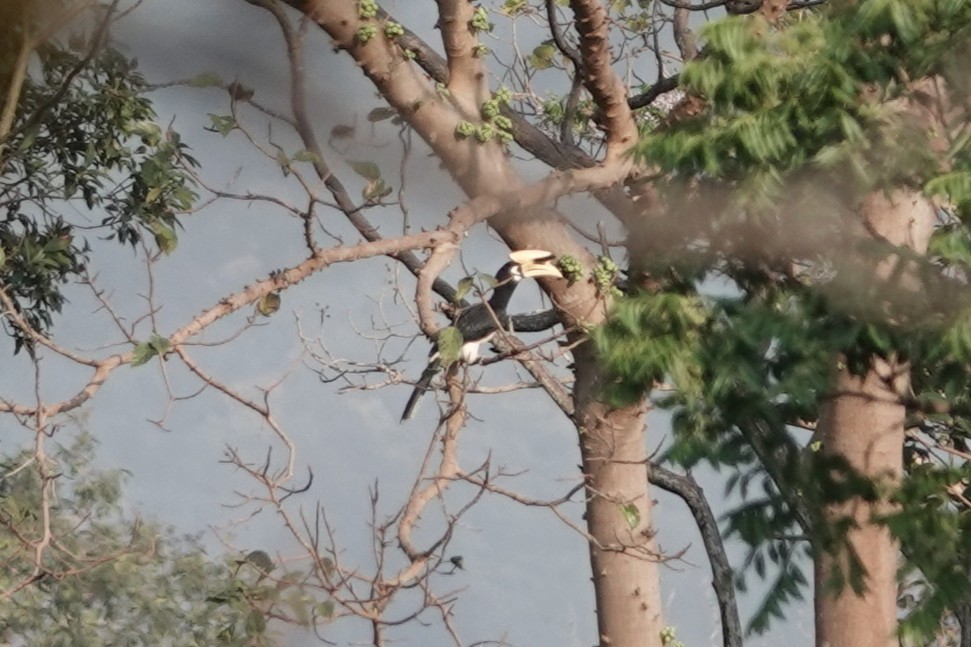 キタカササギサイチョウ - ML644257174