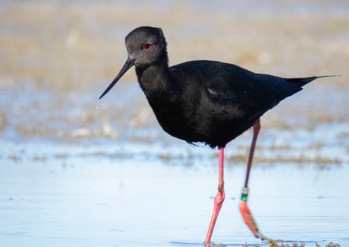 pisila černá - ML644257177