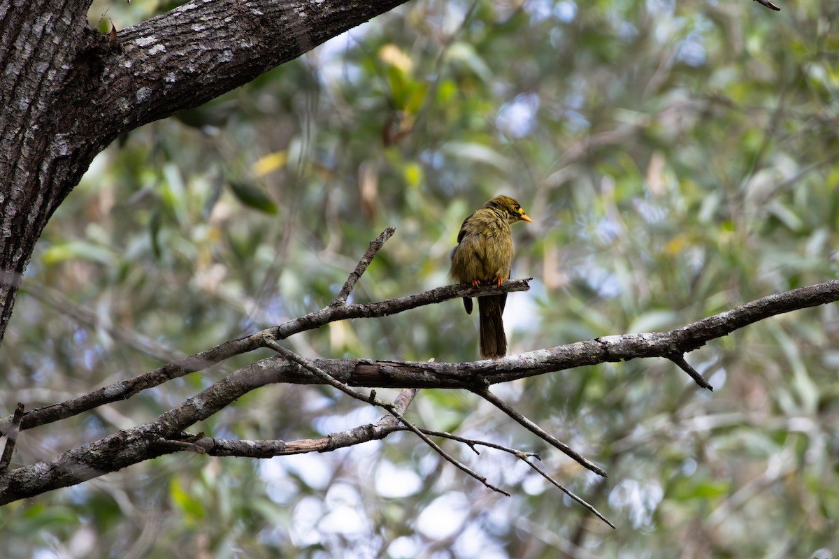 bjellehonningeter - ML644257179