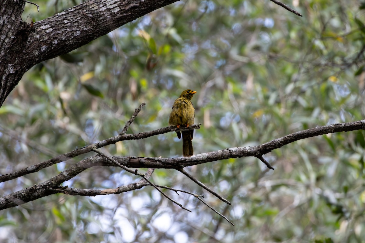 bjellehonningeter - ML644257181