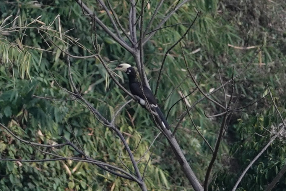 キタカササギサイチョウ - ML644257183