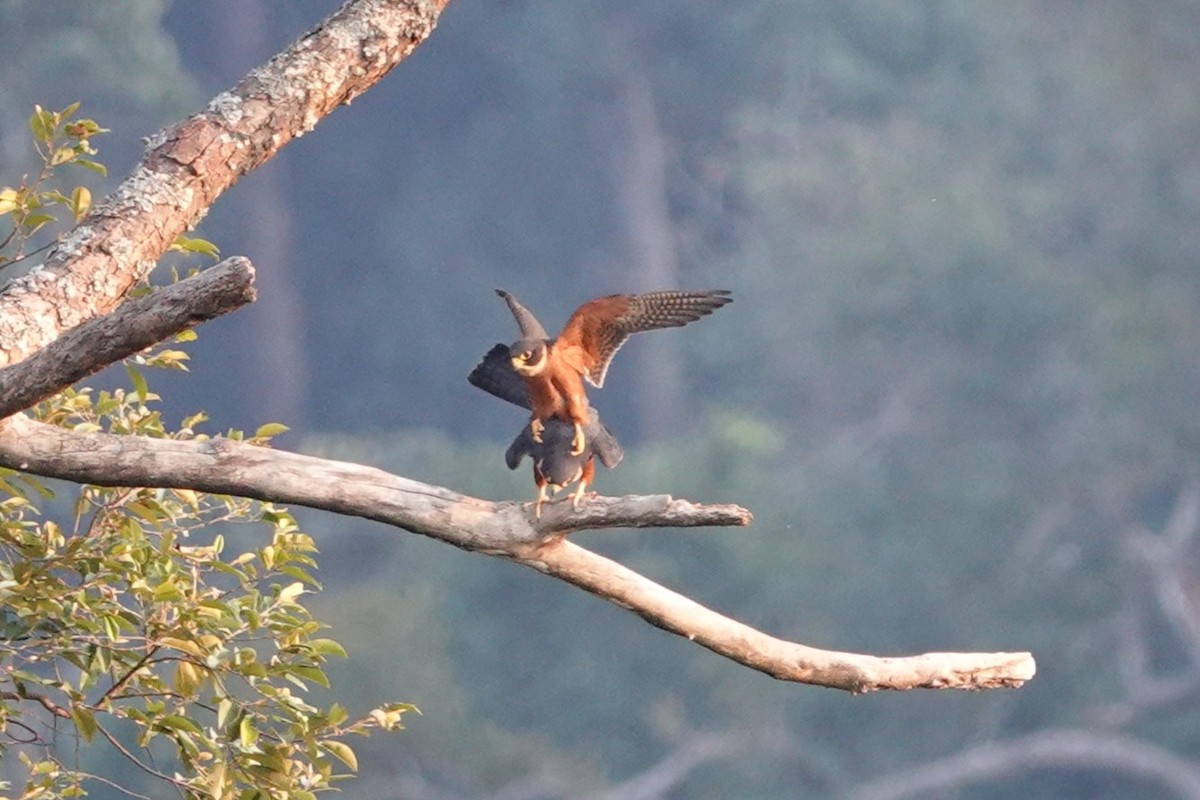 Asya Delice Doğanı - ML644257185